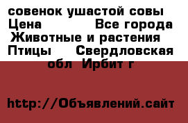 совенок ушастой совы › Цена ­ 5 000 - Все города Животные и растения » Птицы   . Свердловская обл.,Ирбит г.